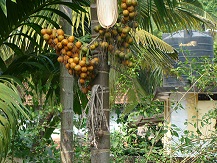 arecanuts.jpg