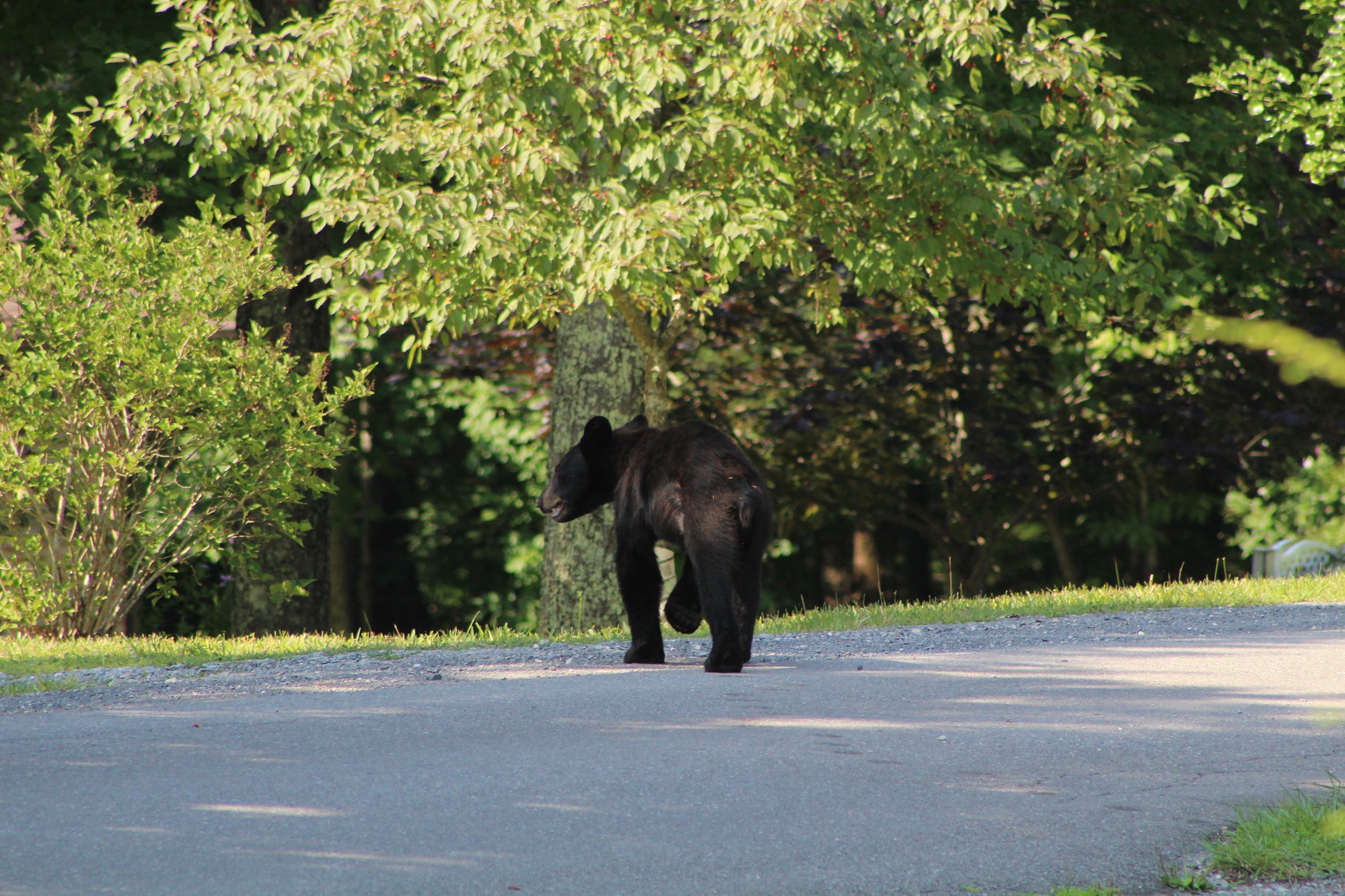 black bear.jpg