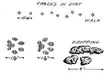 bobcat tracks.jpg