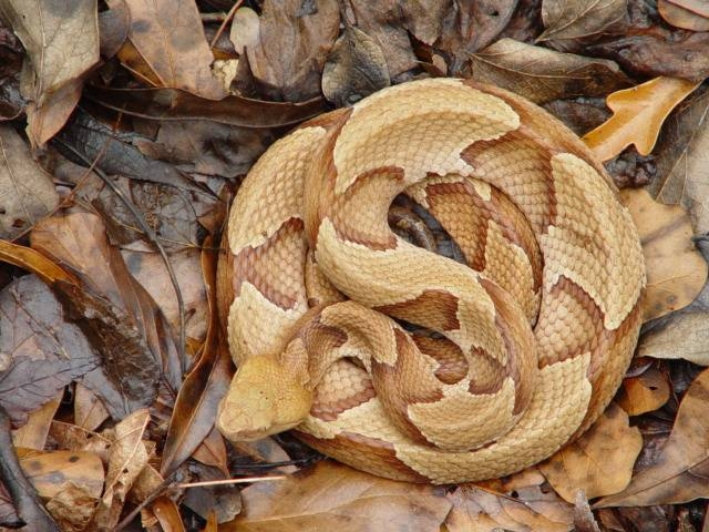 copperheadviaU.S.NationalParkService2.jpg