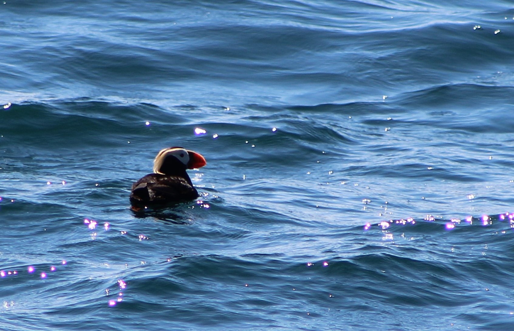 Crowned Puffin 1 (2).jpg