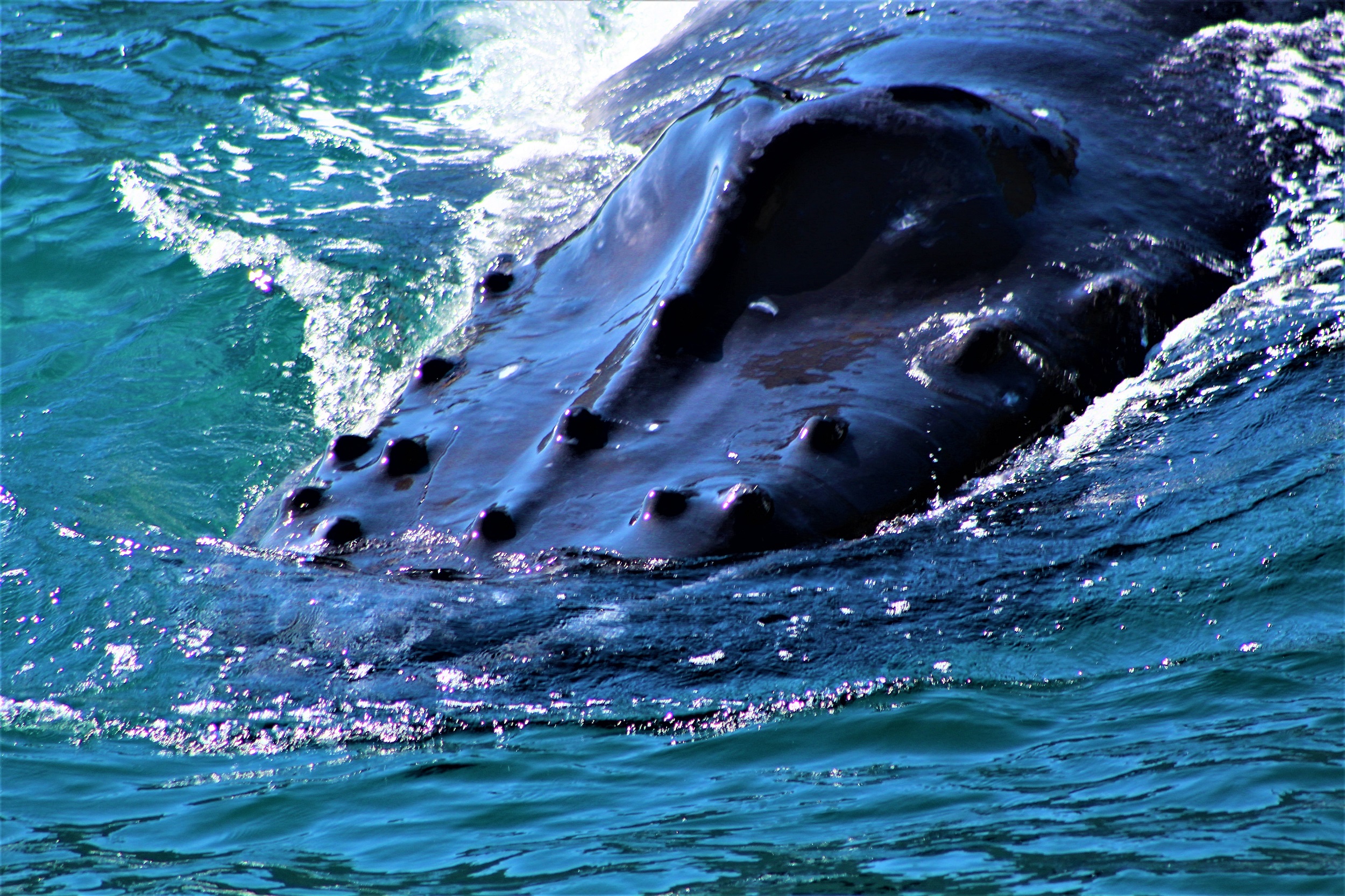 Humpbacks face (2).jpg