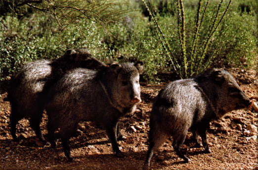 KSL Desktop Javelina Stock Tank.png