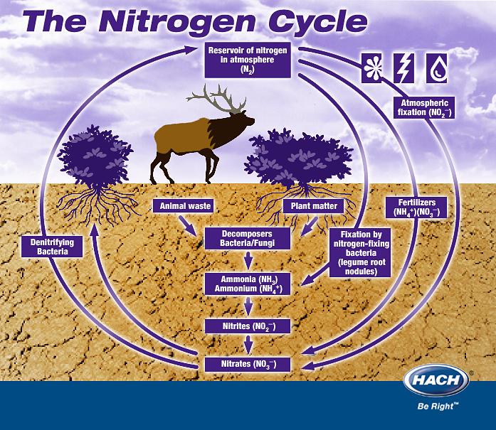 nitrogencycle-lgr-f1323579905620.jpg