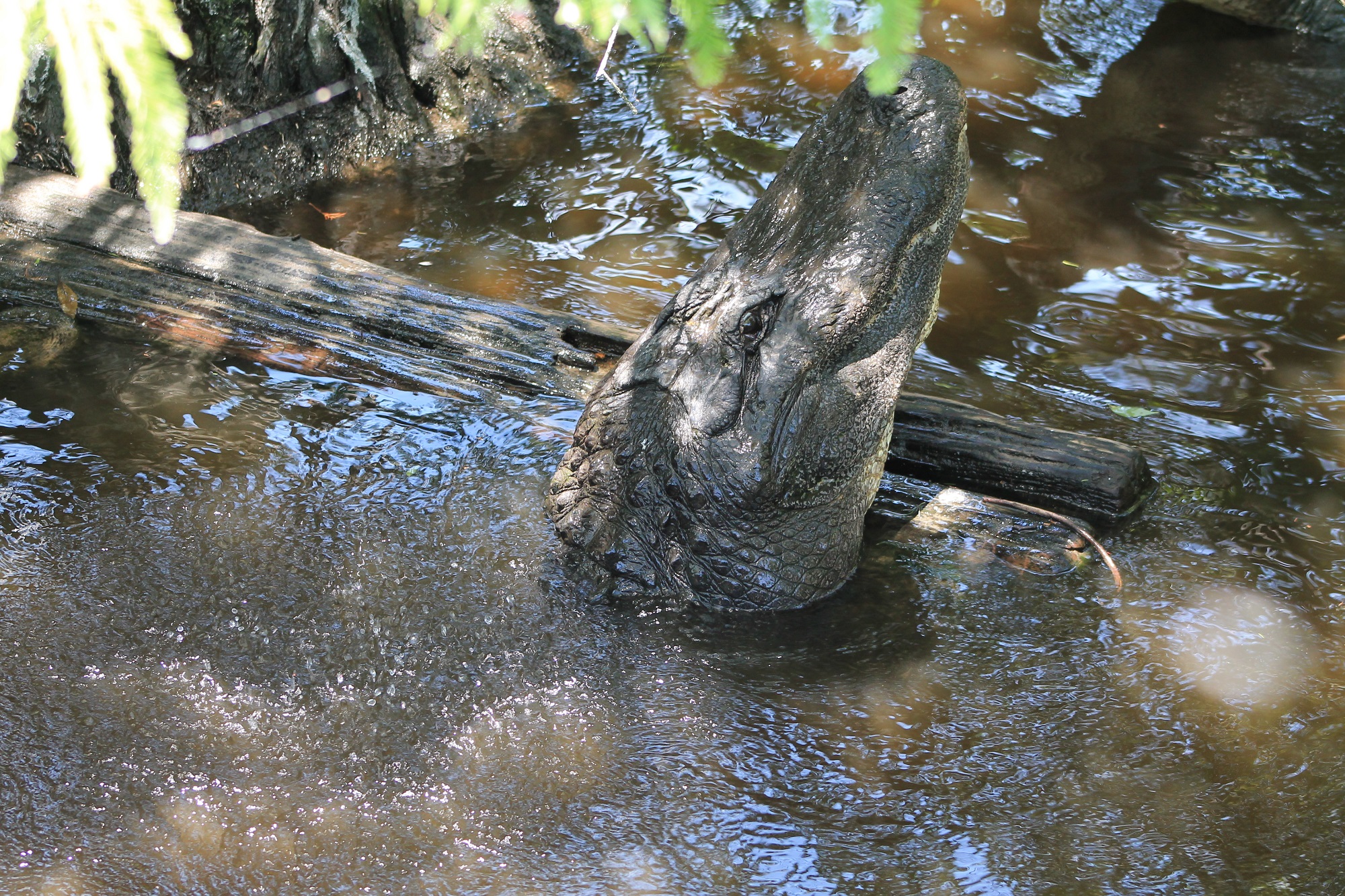 roaring gator.jpg