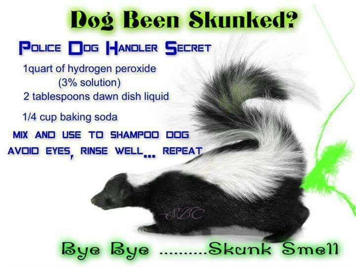 Skunk Spray Removal.jpg